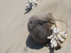 Washed up coconut
