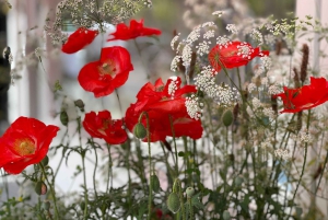 Colourful Notting Hill Photography Tour