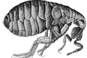 Katastrofale London: Pest, brann og revolusjon