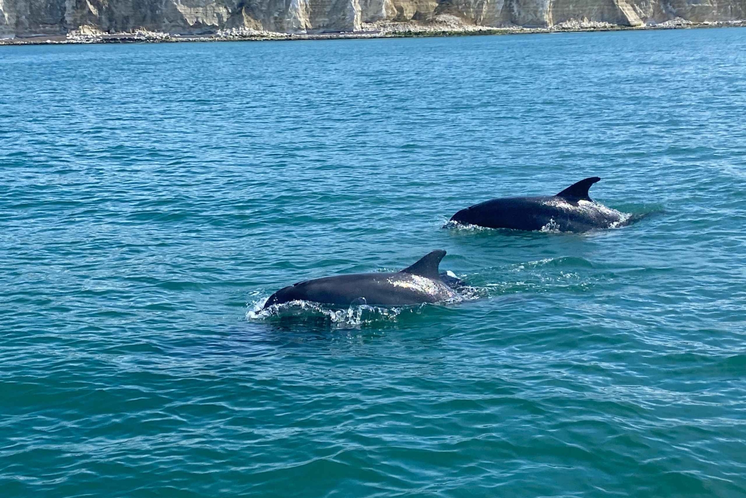 Fra Brighton: Seven Sisters Boat Tour
