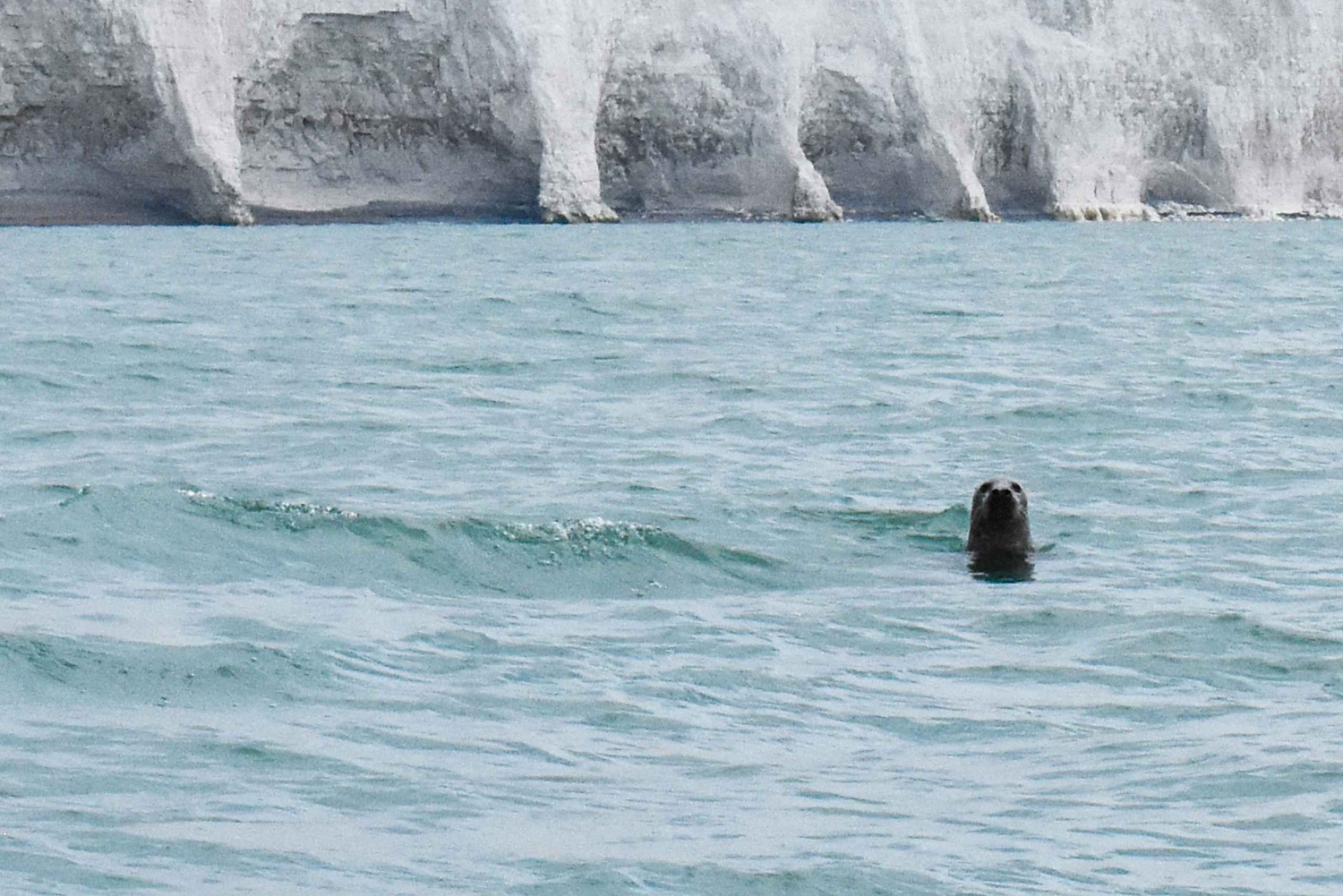 Fra Brighton: Seven Sisters Boat Tour