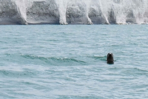 Fra Brighton: Seven Sisters Boat Tour