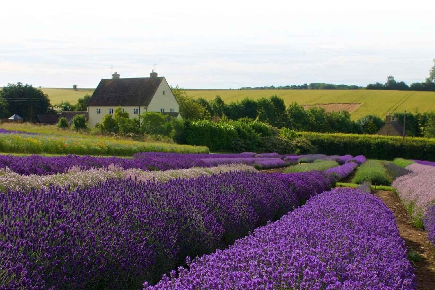 From London: Cotswolds, Country Pub Lunch & Lavender Fields