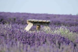 From London: Cotswolds, Country Pub Lunch & Lavender Fields