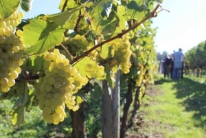 Depuis Londres : Visite en bus des vins anciens avec billets de train aller-retour