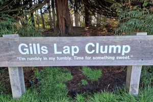 Из Лондона: Однодневная экскурсия в Стоакровый лес Винни-Пуха