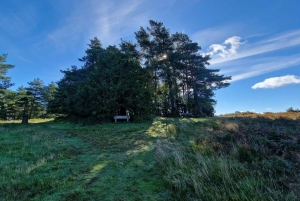 Из Лондона: Однодневная экскурсия в Стоакровый лес Винни-Пуха