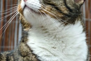 London Cat Cafe: bilet wstępu do Cat Lounge