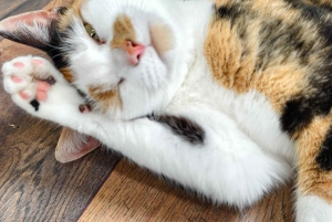 London Cat Cafe: bilet wstępu do Cat Lounge