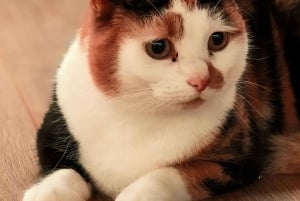 London Cat Cafe: bilet wstępu do Cat Lounge