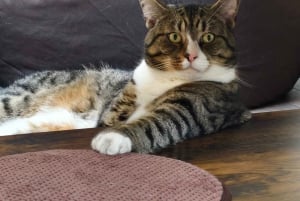 London Cat Cafe: bilet wstępu do Cat Lounge