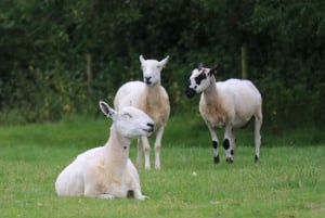 Londen: de 7 mooiste plekken in de Cotswolds plus Shakespeare's Stratford