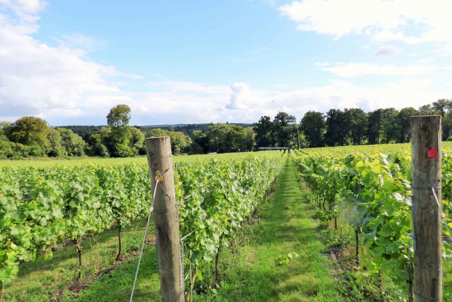 London: Full-Day English Wine Tour with Lunch