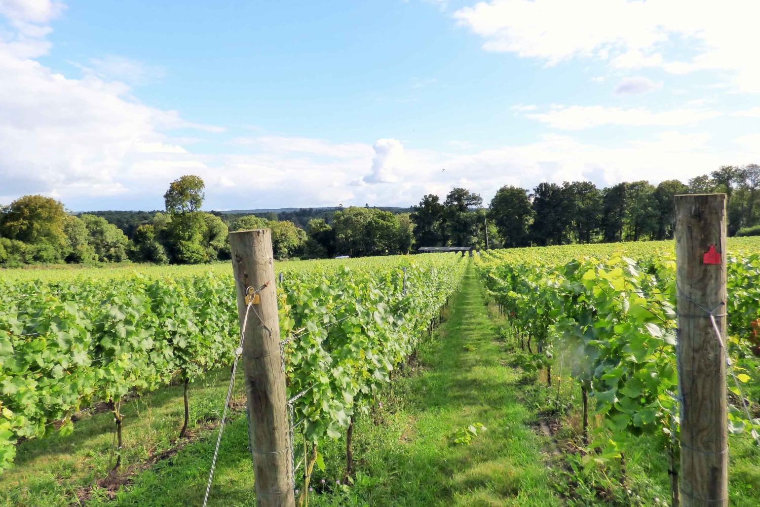 London - en heldag Dagsutflykt med engelska viner och lunch