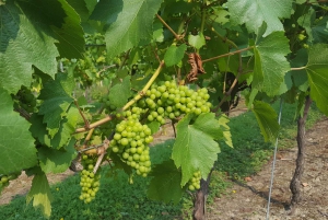 London - en heldag Dagsutflykt med engelska viner och lunch
