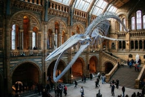 London: Natural History Museum Express Tour & Audio App