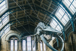 Londres : Visite guidée du musée d'histoire naturelle