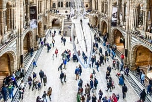 Londyn: Wycieczka z przewodnikiem po Muzeum Historii Naturalnej