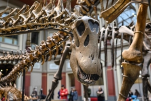 Londres : visite guidée du musée d'histoire naturelle