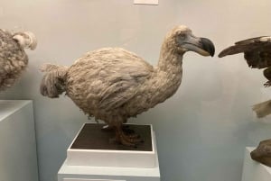 Лондонский музей естествознания: индивидуальная экскурсия с экспертом