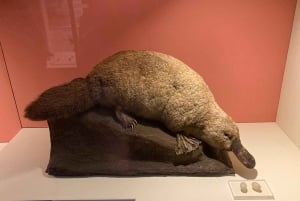 Лондонский музей естествознания: индивидуальная экскурсия с экспертом