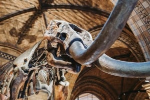 London: Natural History Museum Reserved Entry & Audio Tour
