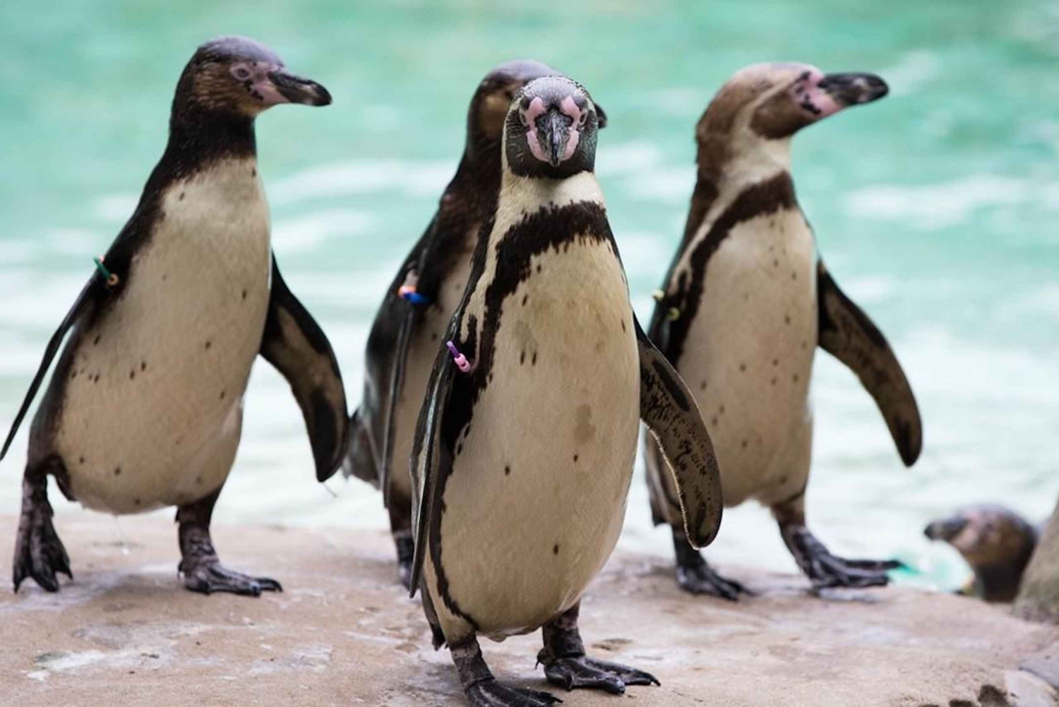 Dierentuin Londen: Toegangsbewijs