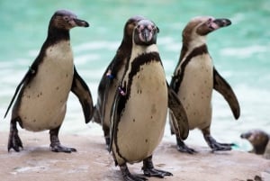 Zoo de Londres : Billet d'entrée