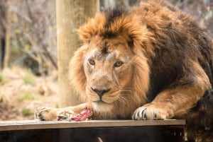 Londyńskie Zoo: Bilet wstępu