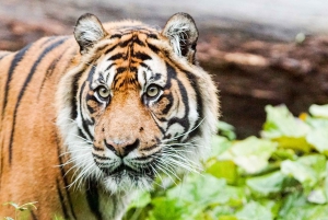 Dierentuin Londen: Toegangsbewijs