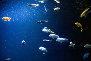 Dierentuin Londen: Toegangsbewijs