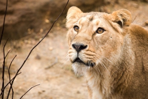 Dierentuin Londen: Toegangsbewijs