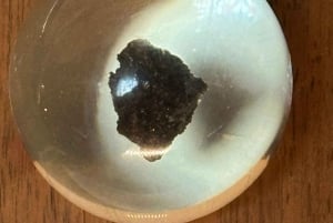 Londres: Museo de Historia Natural Visita guiada privada