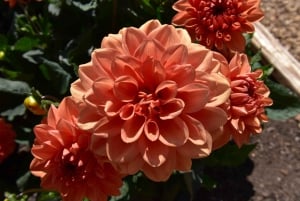 Tour privato di un giorno a Chartwell, la casa di Sir Winston Churchill