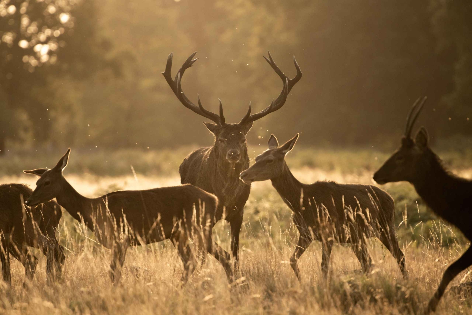 Richmond Park, London: Workshop i fotografering af dyreliv ved solnedgang