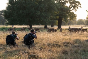 Richmond Park, London: Workshop i fotografering af dyreliv ved solnedgang