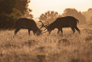 Richmond Park, London: Workshop i fotografering af dyreliv ved solnedgang