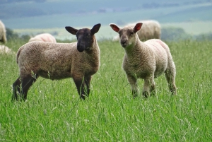 ストーンヘンジ特別アクセス - ロンドン発の夜間ツアー