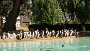 ZSL London Zoo