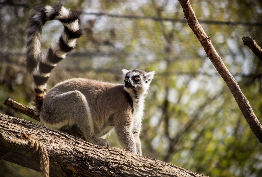 A Lemur in Skopje Zoo (photo by: Marjan Lazarevski)
