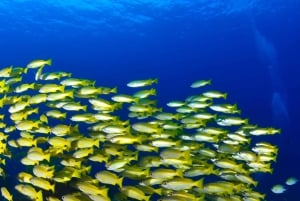 Scuba diving for beginners in crystal clear sea of Halkidiki