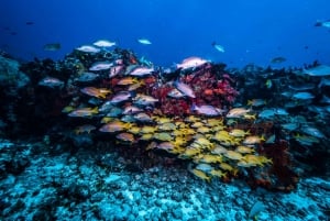 Scuba diving for beginners in crystal clear sea of Halkidiki