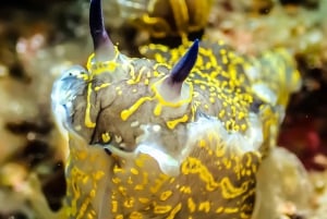 Scuba diving for beginners in crystal clear sea of Halkidiki