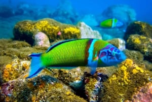 Scuba diving for beginners in crystal clear sea of Halkidiki