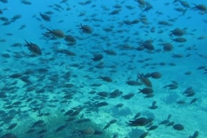 Halkidiki: Kassandra Scuba Beginner Diving Class