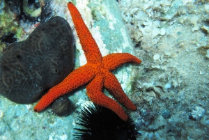 Halkidiki-Kassandra:Try scuba diving