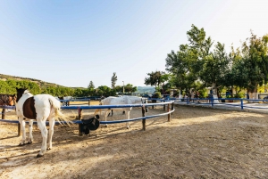 Heraklion: Finikia Horse Riding Day Tour with Lunch