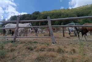 National Park Mavrovo from Ohrid