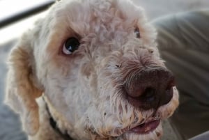 Polog Valley: Truffle walk & charcuterie tasting