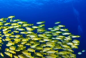 Snorkeling for beginners in crystal clear sea of Halkidiki